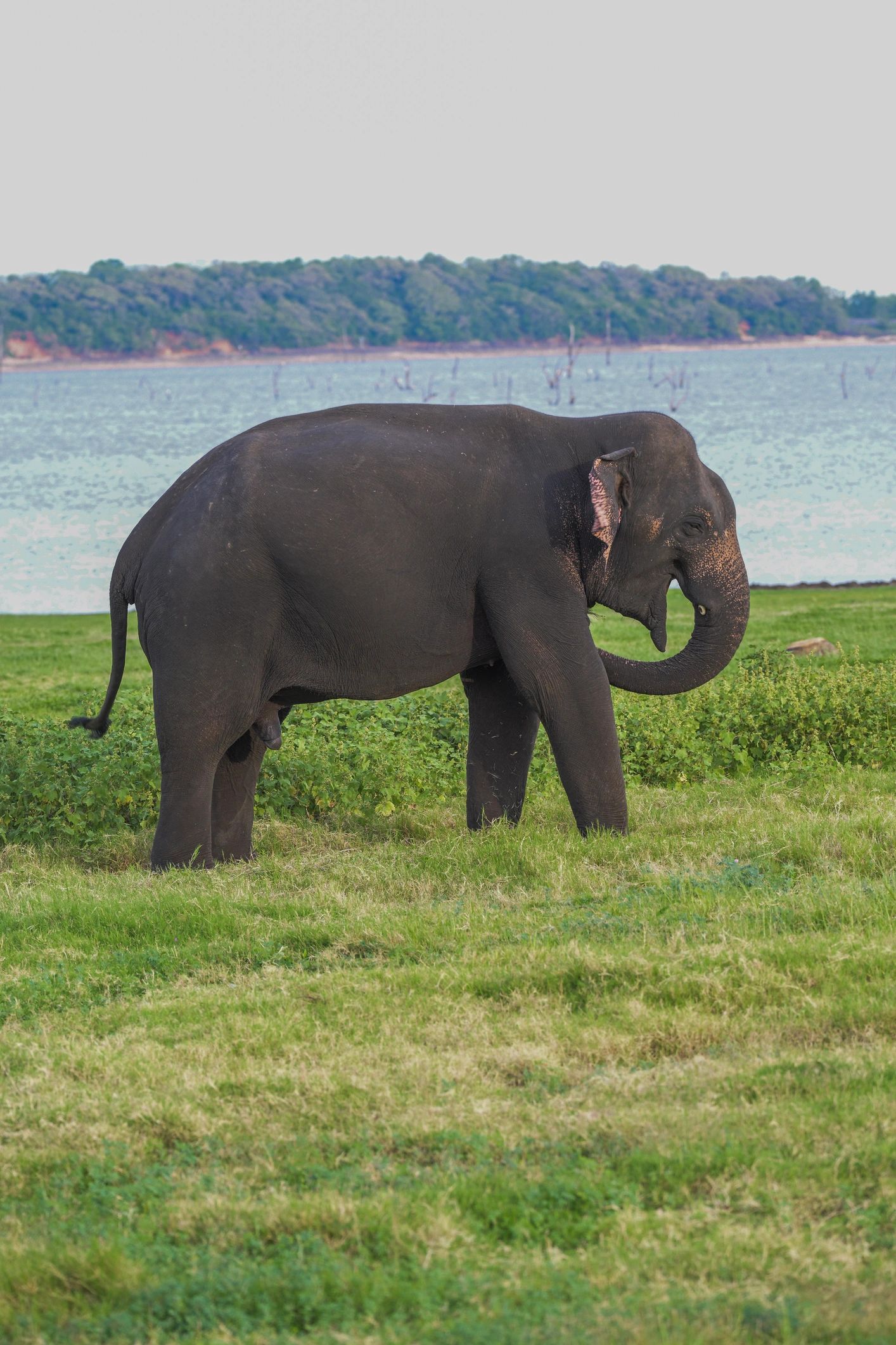 Minneriya National Park